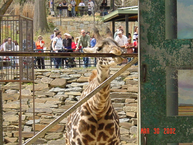 17_giraffe4