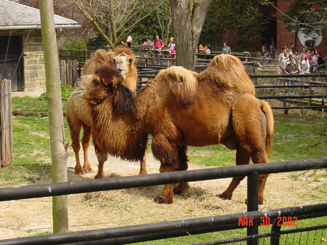 19_camels