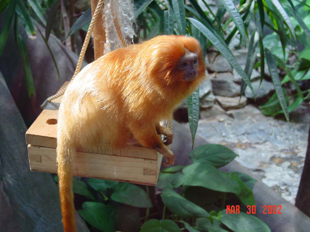 20_tamarin