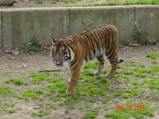 27_tiger3