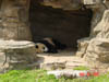 06_panda2
