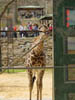 17a_giraffe3
